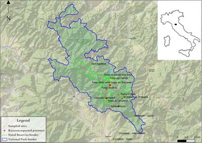 How Raccoons Could Lead to the Disappearance of Native Crayfish in Central Italy